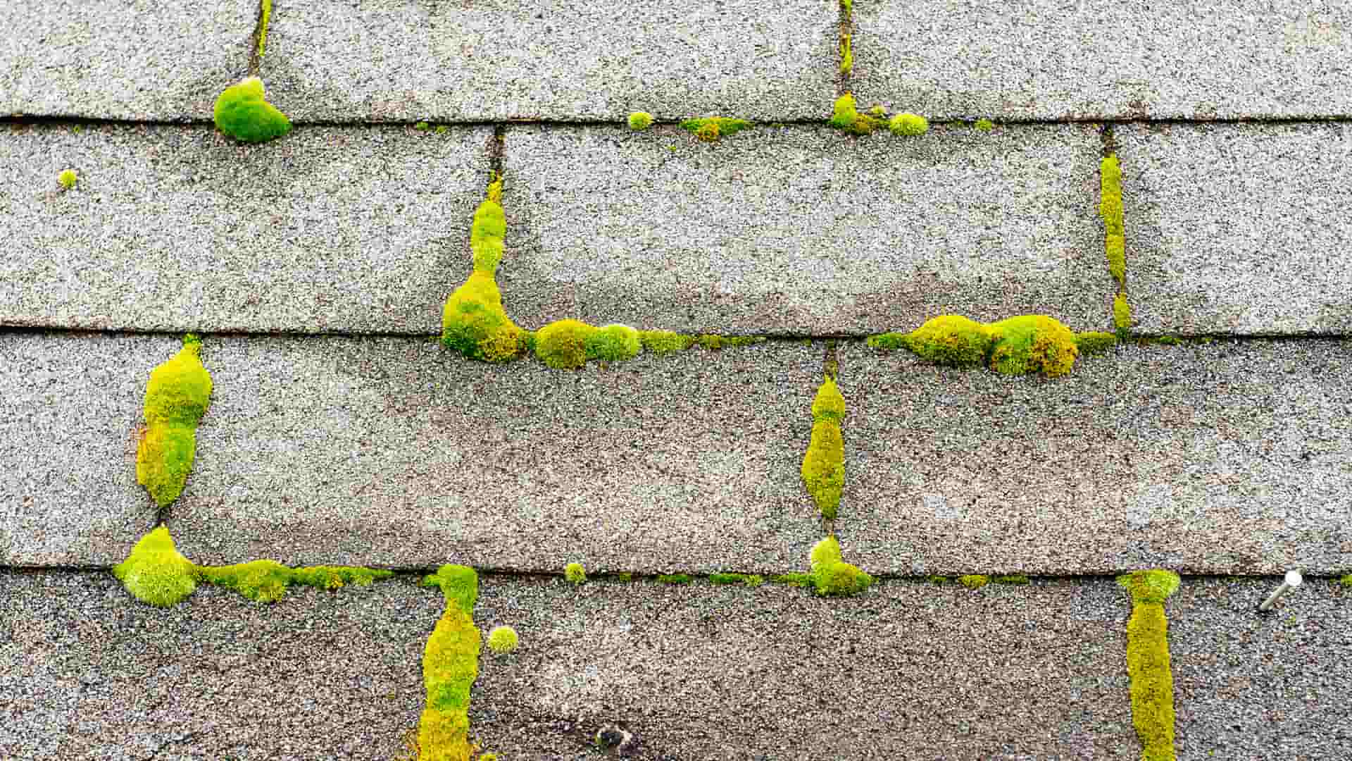 Roof Cleaning